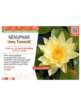 NENUPHAR JOEY TOMOCIK