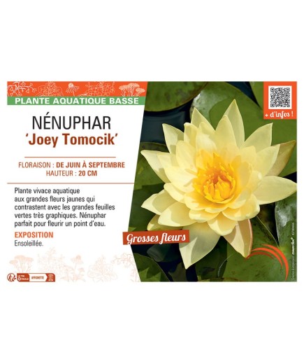 NENUPHAR JOEY TOMOCIK
