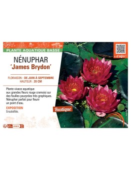 NENUPHAR JAMES BRYDON