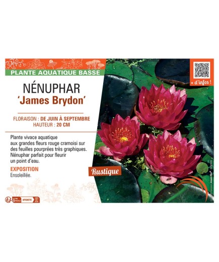 NENUPHAR JAMES BRYDON