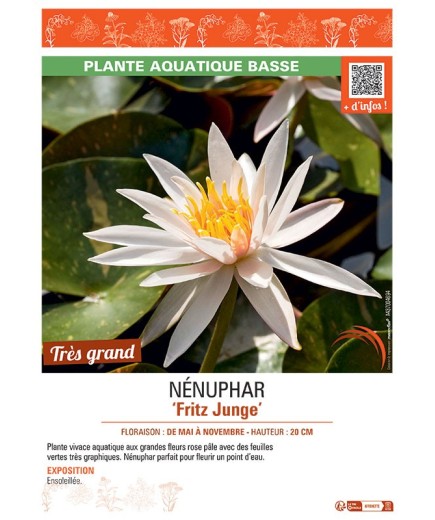 NENUPHAR FRITZ JUNGE