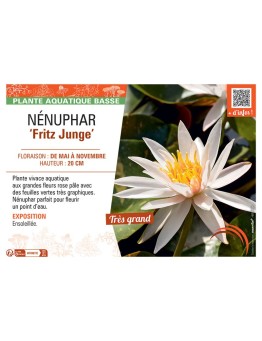 NENUPHAR FRITZ JUNGE
