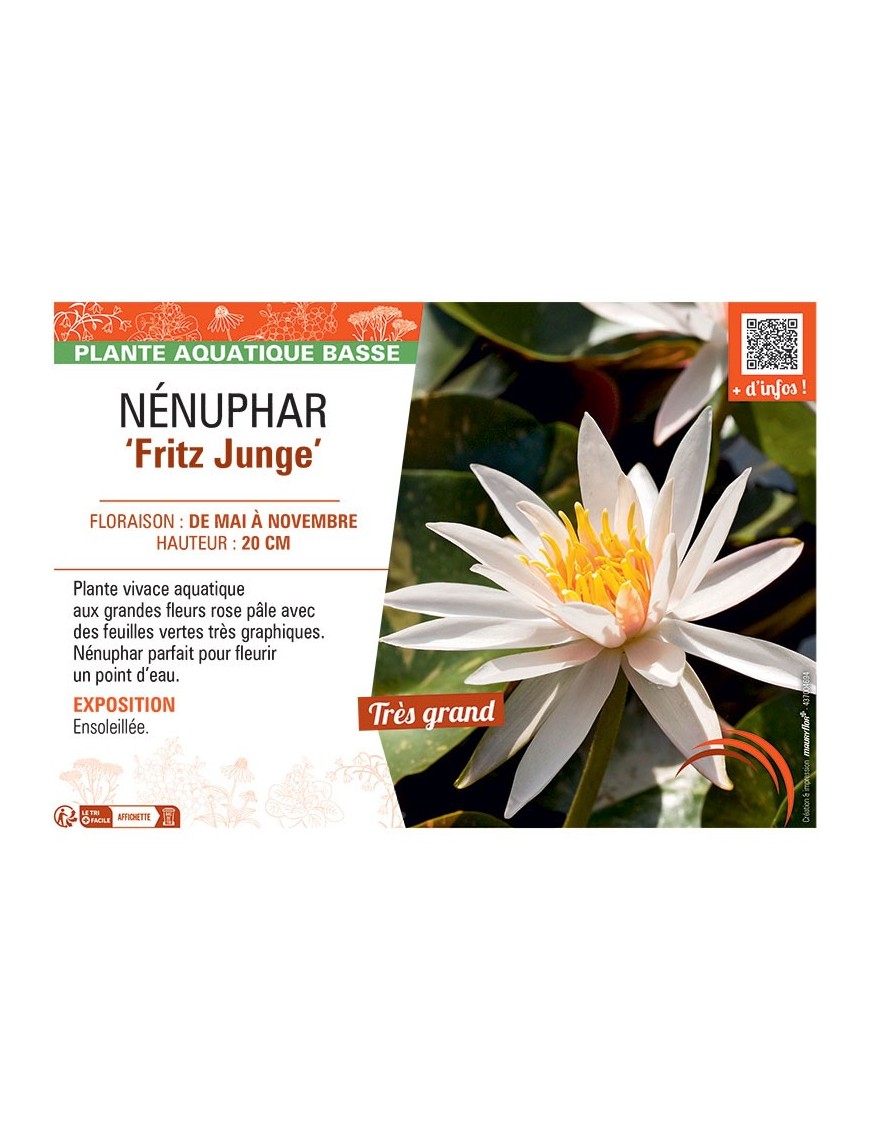NENUPHAR FRITZ JUNGE