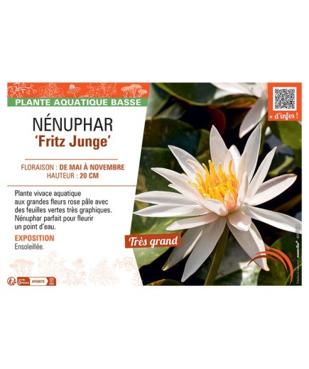 NENUPHAR FRITZ JUNGE