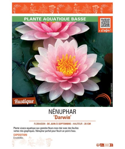 NENUPHAR DARWIN