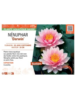 NENUPHAR DARWIN