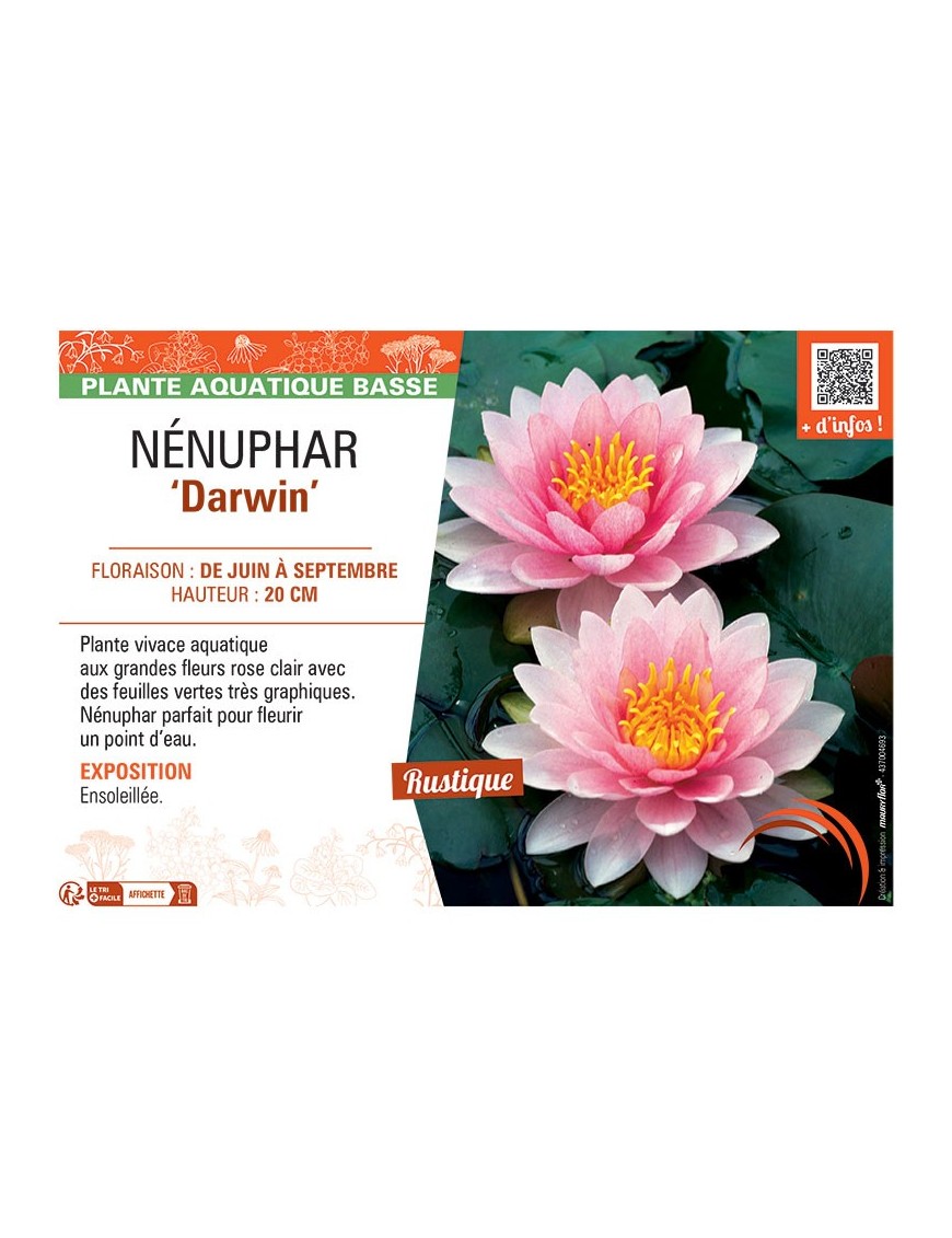 NENUPHAR DARWIN