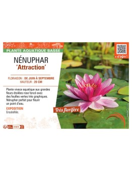 NENUPHAR ATTRACTION
