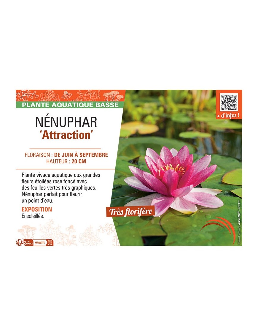 NENUPHAR ATTRACTION