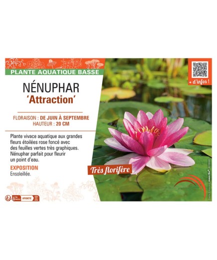 NENUPHAR ATTRACTION