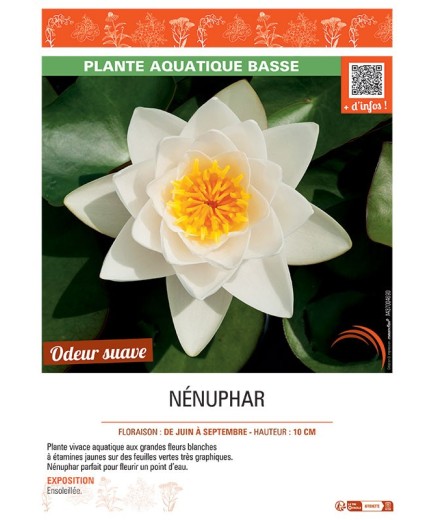 NENUPHAR