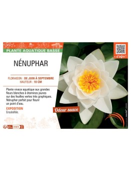 NENUPHAR
