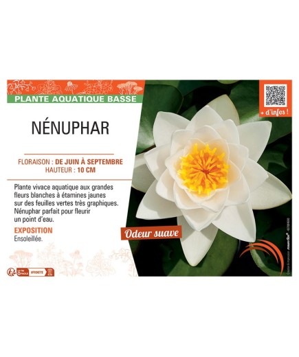 NENUPHAR