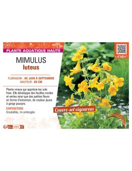 MIMULUS LUTEUS