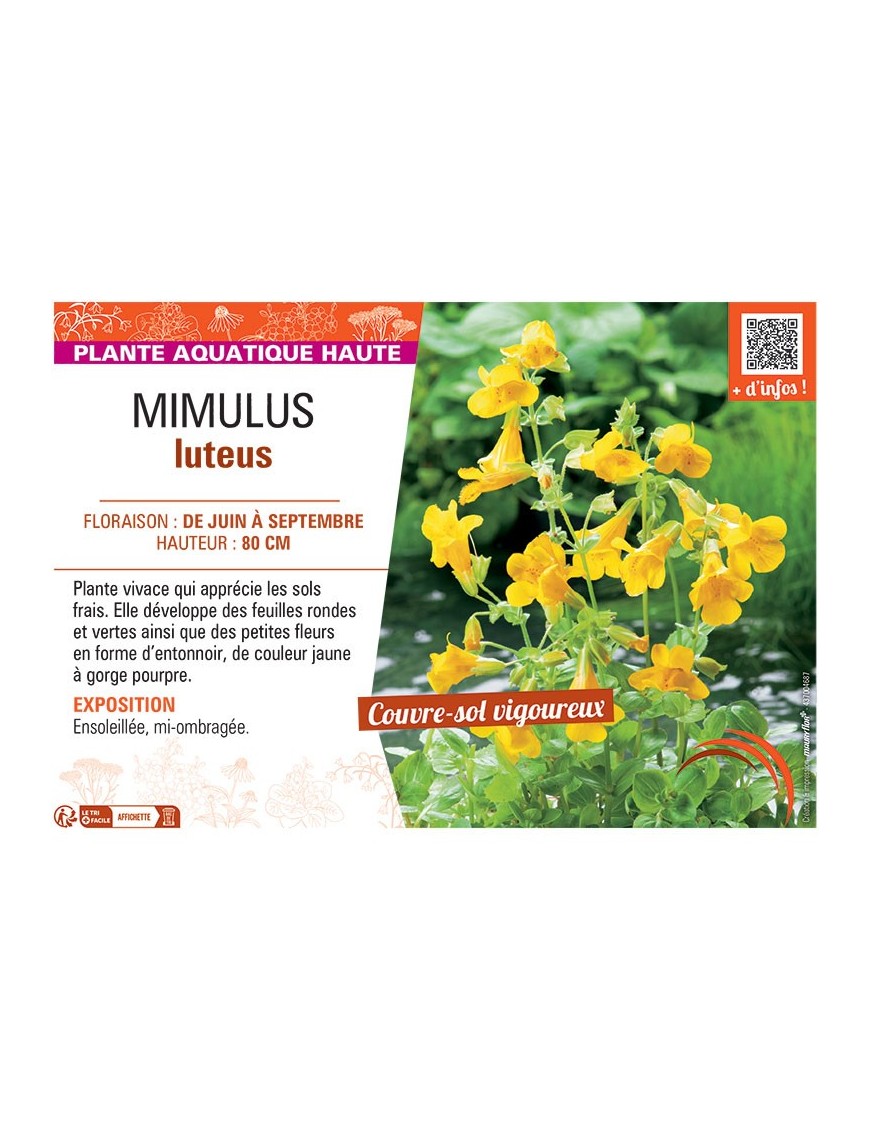 MIMULUS LUTEUS