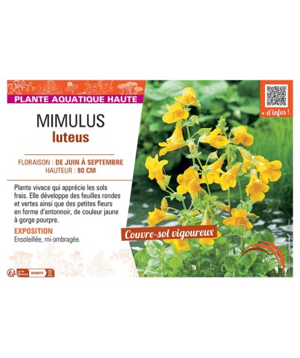 MIMULUS LUTEUS