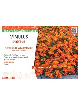 MIMULUS CUPREUS