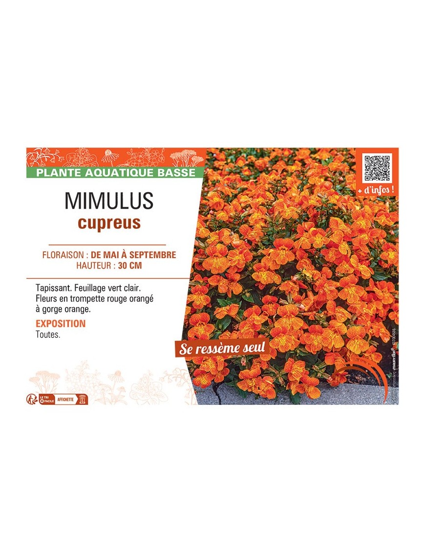 MIMULUS CUPREUS