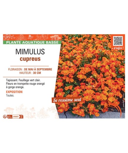MIMULUS CUPREUS