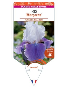 IRIS (germanica) Margarita
