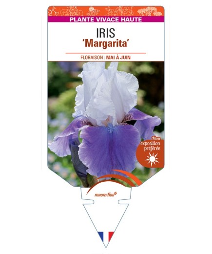 IRIS (germanica) Margarita