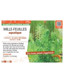 MILLE-FEUILLES AQUATIQUE
