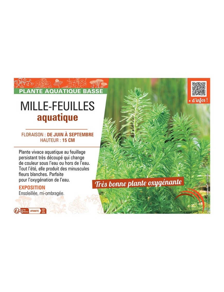 MILLE-FEUILLES AQUATIQUE