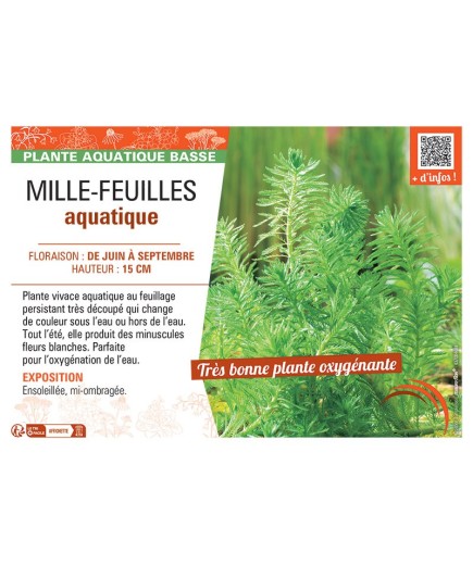 MILLE-FEUILLES AQUATIQUE