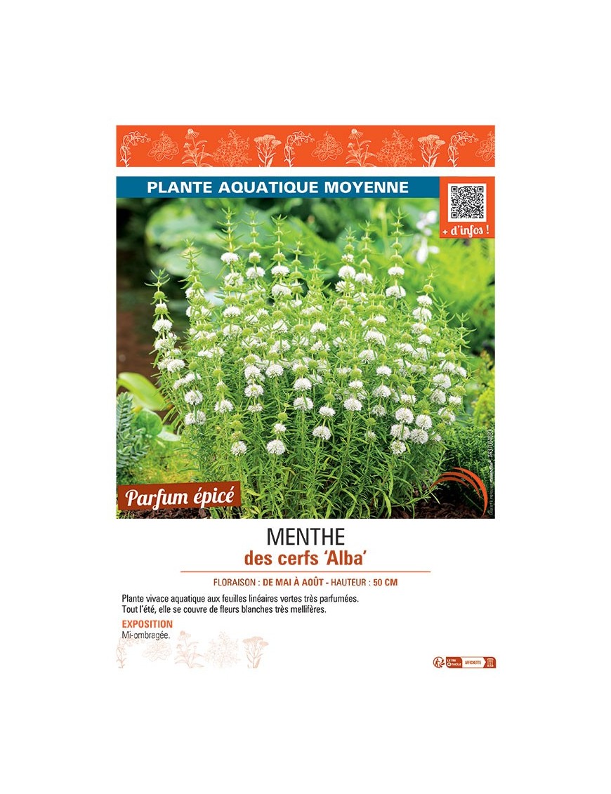 MENTHE DES CERFS ALBA