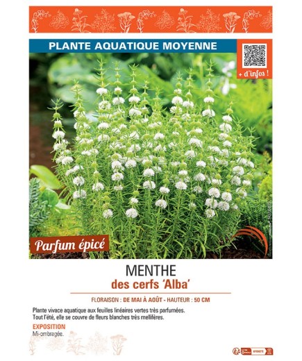 MENTHE DES CERFS ALBA