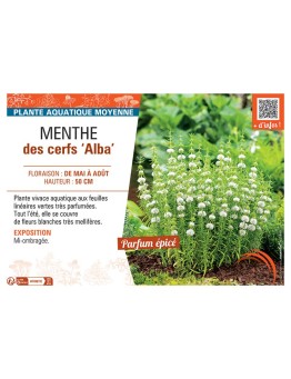 MENTHE DES CERFS ALBA