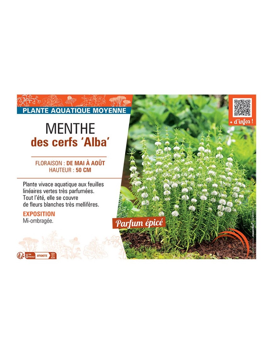 MENTHE DES CERFS ALBA