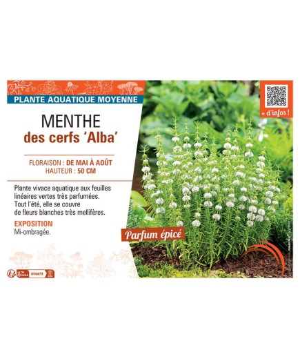 MENTHE DES CERFS ALBA