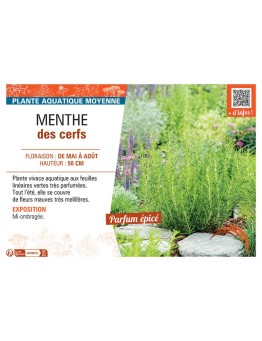 MENTHE DES CERFS