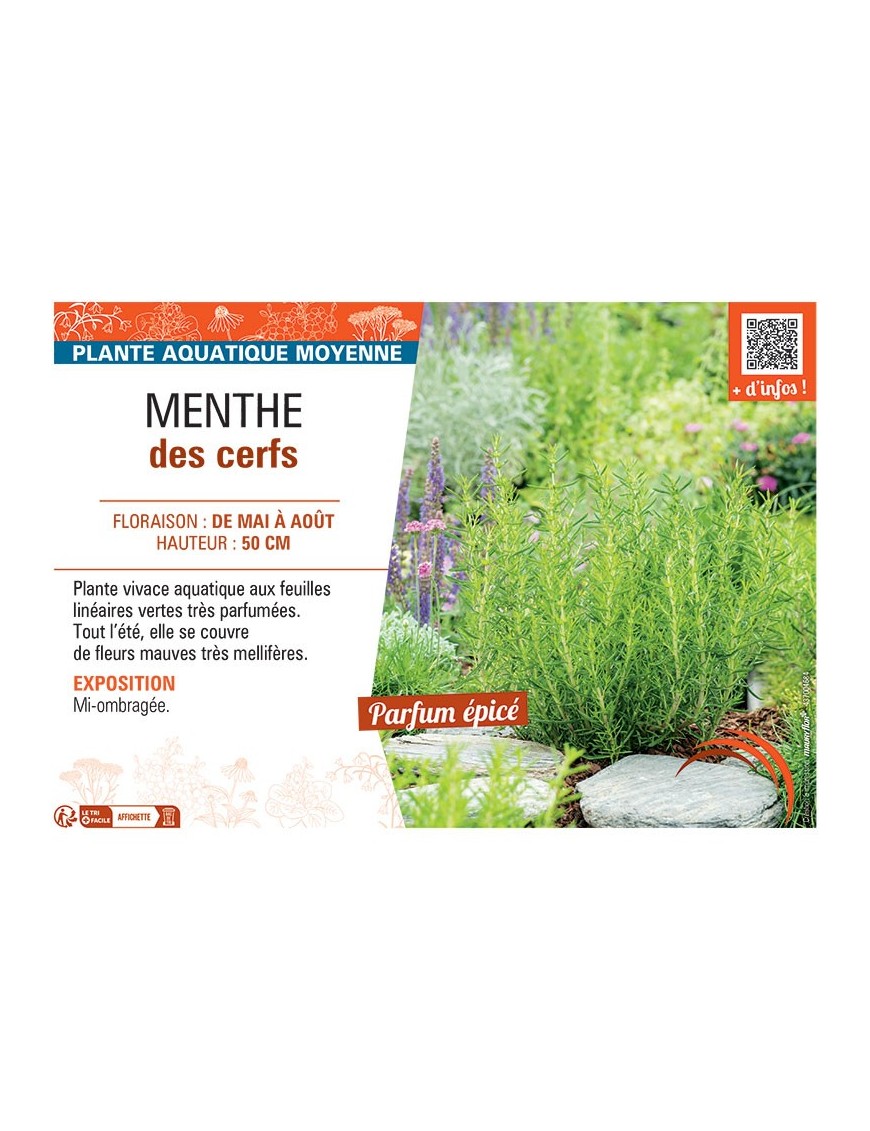 MENTHE DES CERFS