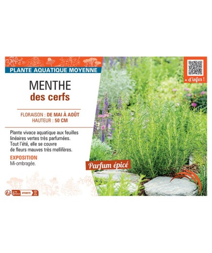 MENTHE DES CERFS