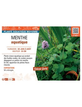 MENTHE AQUATIQUE