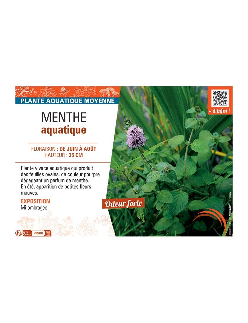 MENTHE AQUATIQUE