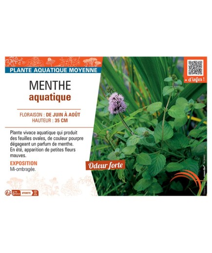 MENTHE AQUATIQUE
