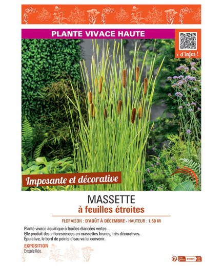 MASSETTE à FEUILLES ETROITES