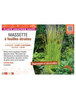 MASSETTE à FEUILLES ETROITES