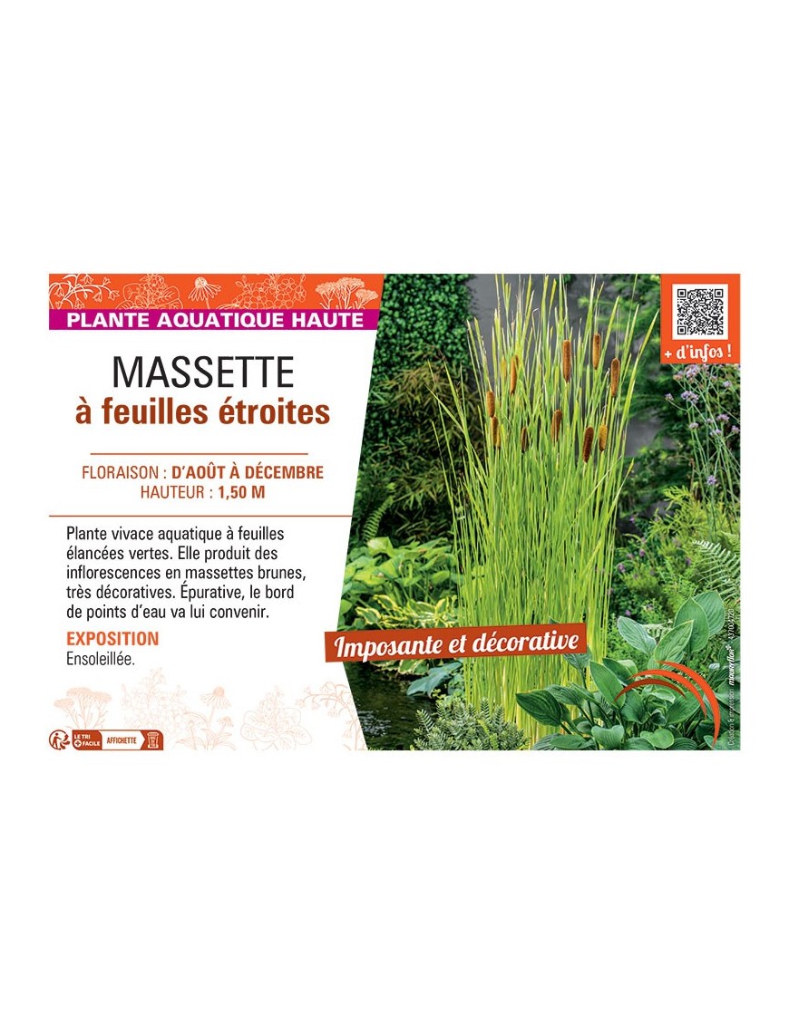 MASSETTE à FEUILLES ETROITES