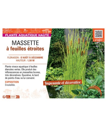 MASSETTE à FEUILLES ETROITES