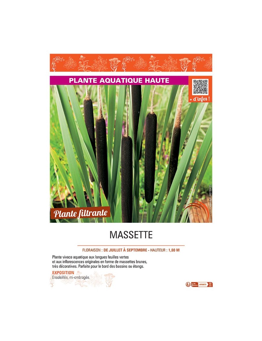 MASSETTE