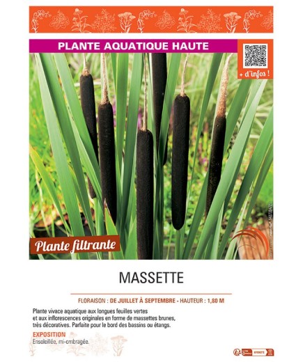 MASSETTE