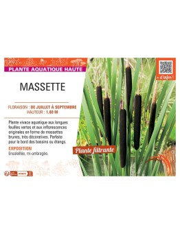 MASSETTE