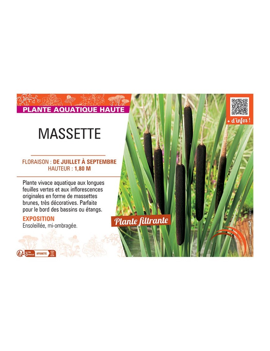 MASSETTE