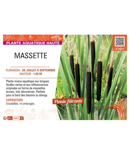 MASSETTE