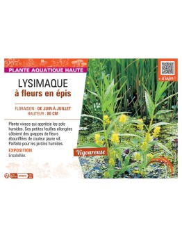 LYSIMAQUE à FLEURS EN EPIS