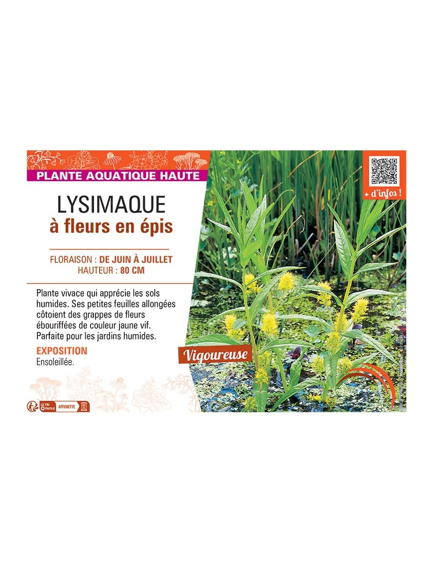 LYSIMAQUE à FLEURS EN EPIS